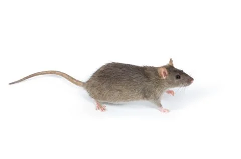 Rat Stock Photos