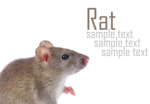 Rat Stock Photos