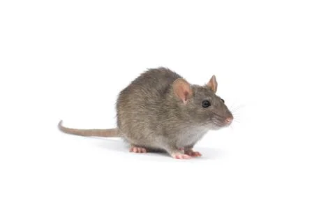 Rat Stock Photos