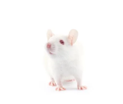 Rat Stock Photos