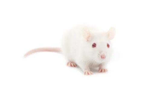 Rat Stock-Fotos