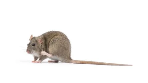 Rat Stock-Fotos