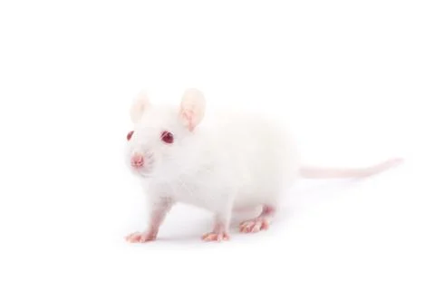 Rat Stock Photos