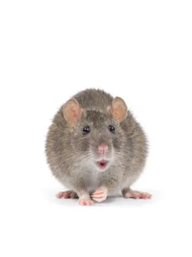 Rat Stock Photos