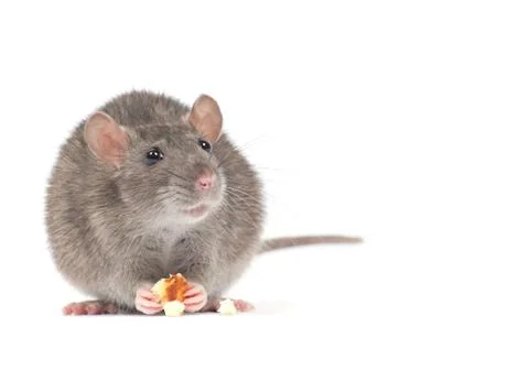Rat Foto stock