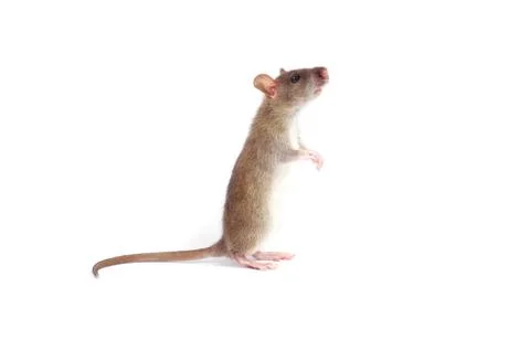 Rat Stock Photos