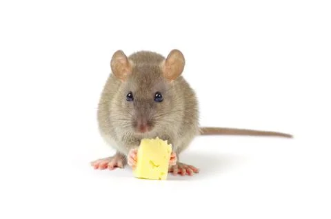 Rat Stock Photos