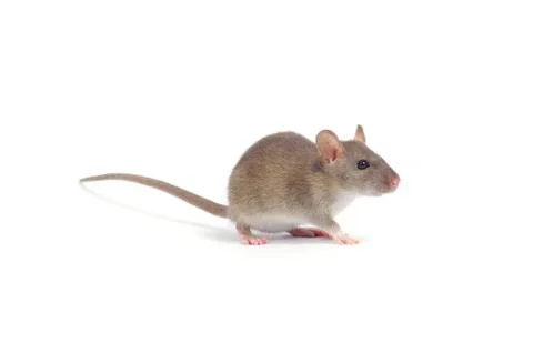 Rat Stock Photos