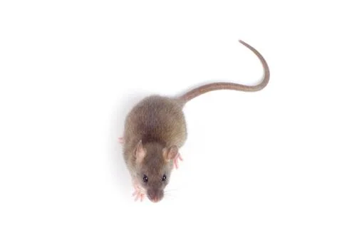 Rat Foto stock
