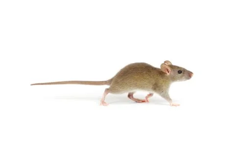 Rat Stock Photos
