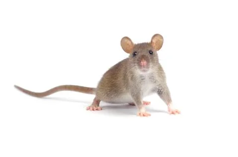 Rat Stock Photos