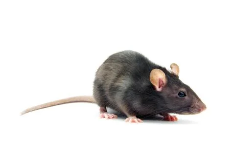 Rat Foto stock
