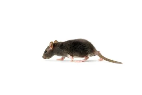 Rat Stock-Fotos