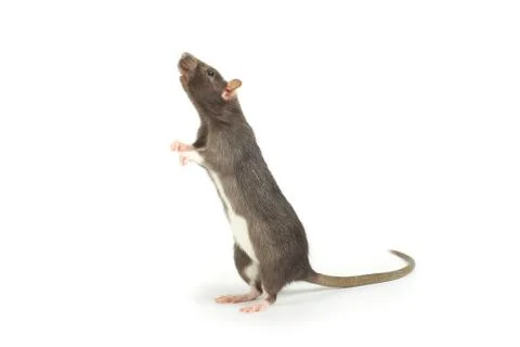 Rat Foto stock