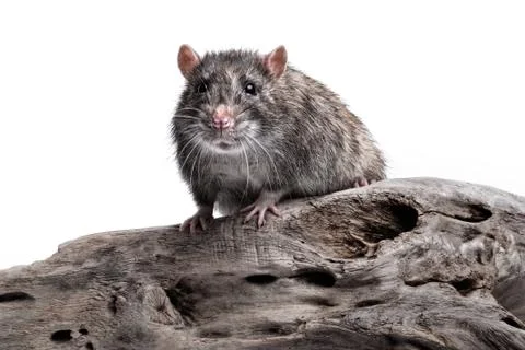 Rat Stock Photos