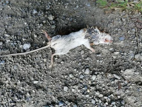 Rat Stock Photos