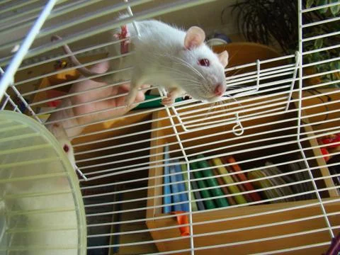 Rat Stock Photos