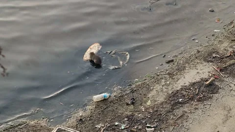 Rat picks up a piece of bread that has washed up on the river bank. Stock Footage 283068088