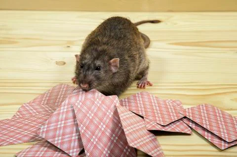 The rat is playing cards. Stock Photos