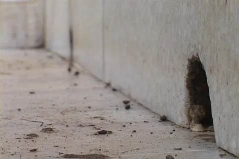 A rat pokes his head through a hole in the wall before coming out. Stock Footage 551284