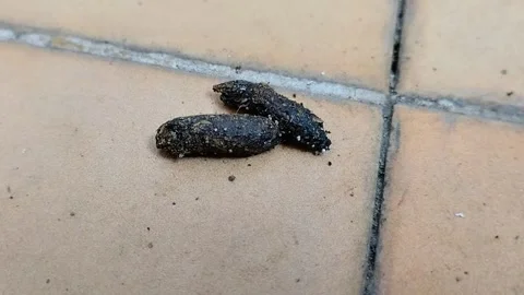 Rat poop on the floor Stock Footage 313254391