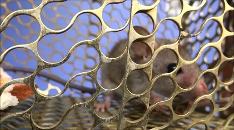 Rat in the prison timelaps 스톡 동영상 41817994