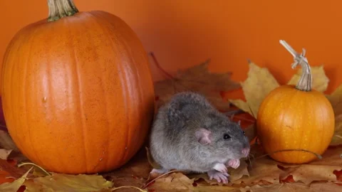 Rat with pumpkin on yellow background. Worms on autumn leaves. Halloween Stock Footage 289226098