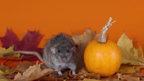 Rat with pumpkin on yellow background. Worms on autumn leaves. Halloween Stock Footage 289226560