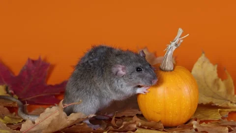 Rat with pumpkin on yellow background. Worms on autumn leaves. Halloween Video stock 289226621