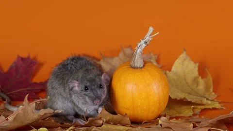 Rat with pumpkin on yellow background. Worms on autumn leaves. Halloween Video stock 289226738