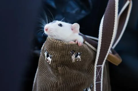 Rat in purse Stock Photos