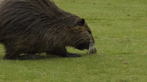 Rat on putting green Видео 104865639