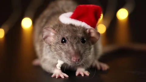 Rat in red Santa hat close-up. Mouse isolated on black background Stock Footage 291197989
