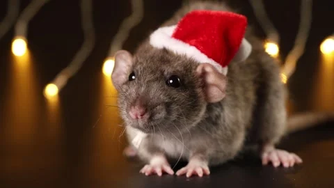 Rat in red Santa hat close-up. Mouse isolated on black background Stock Footage 291198135