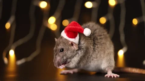 Rat in red Santa hat close-up. Mouse isolated on black background Stock Footage 291198809