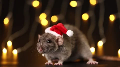 Rat in red Santa hat close-up. Mouse isolated on black background Stock Footage 291198901