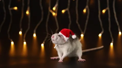 Rat in red Santa hat isolated on black background. Mouse and New Year Stock Footage 291251050