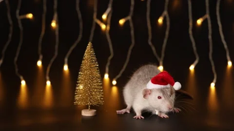 Rat in red Santa hat isolated on black background. Mouse and New Year tree 스톡 동영상 291251291