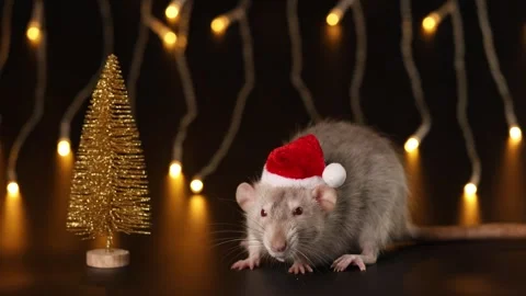 Rat in red Santa hat isolated on black background. Mouse and New Year tree Stock Footage 291251608