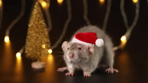 Rat in red Santa hat isolated on black background. Mouse and New Year tree Stock Footage 291251795