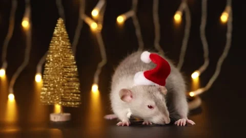 Rat in red Santa hat isolated on black background. Mouse and New Year tree Stock Footage 291252306
