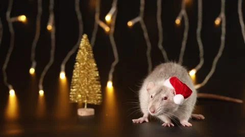 Rat in red Santa hat isolated on black background. Mouse and New Year tree Stock Footage 291252475