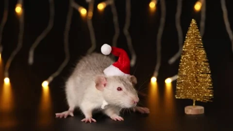 Rat in red Santa hat isolated on black background. Mouse and New Year tree Stock Footage 291252707