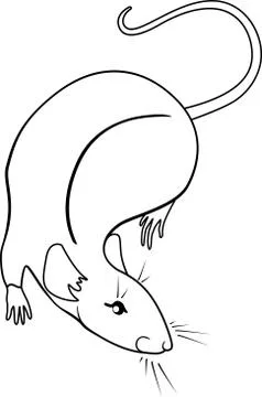 Rat - rodent pet vector linear picture for coloring. Outline Stock Illustration