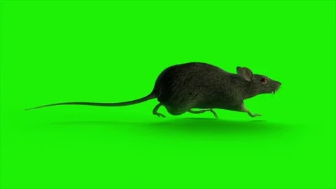 Rat Run  on Green Screen (Loop) Stock Footage