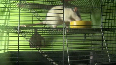Rat running on cage Vídeos de archivo 1015592
