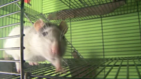 Rat running on cage  Vídeos de archivo 1015612