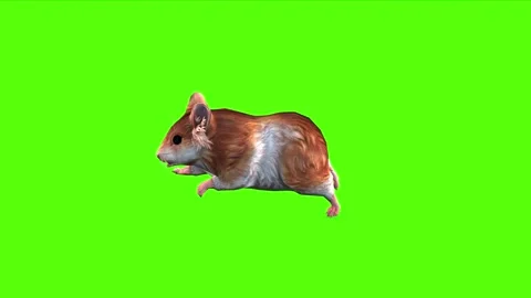 Rat Running Green Screen Animation and 3... | Stock Video | Pond5