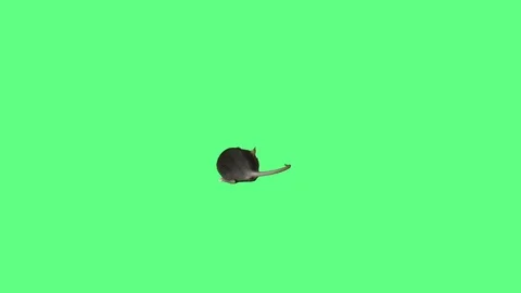 Rat running on the green screen Stock Footage 80682091