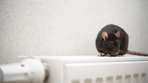 A rat is running on a heating radiator in an apartment Stock Footage 300033891